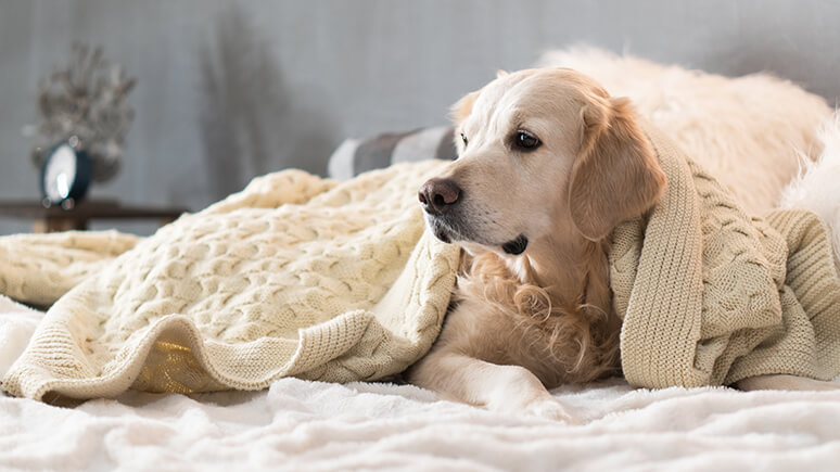 Top Boarding for pet Johns Creek