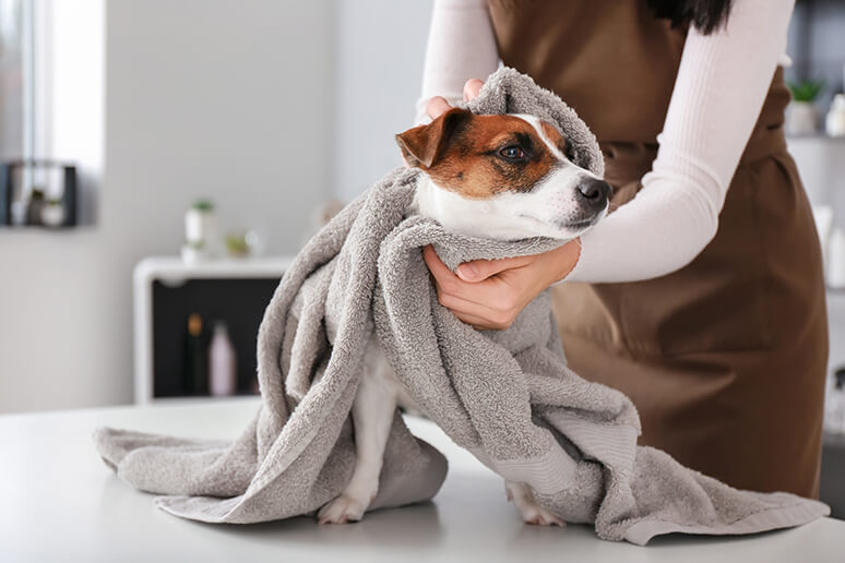 dog spa Services Georgia