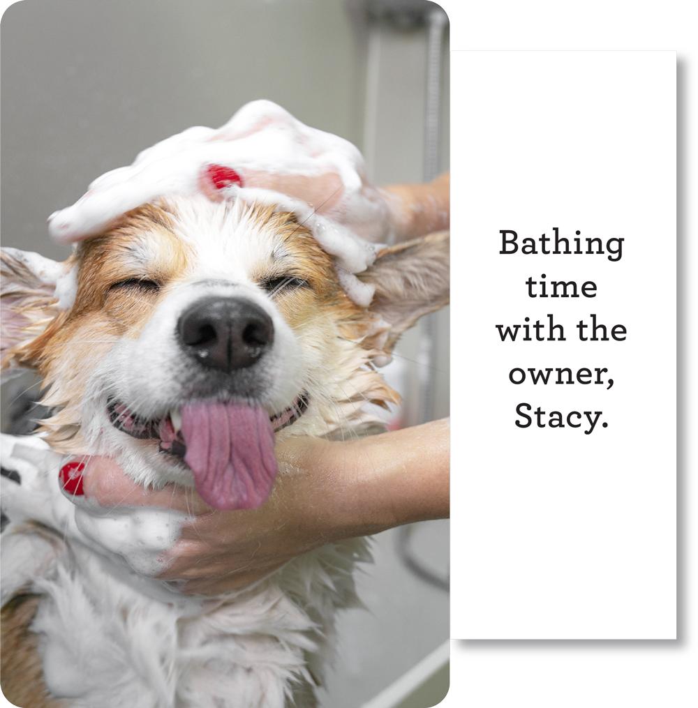 dog spa service image