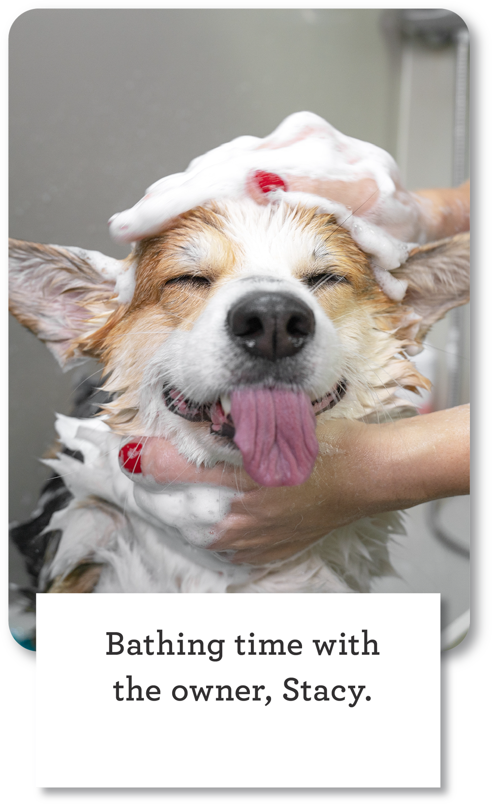 dog spa