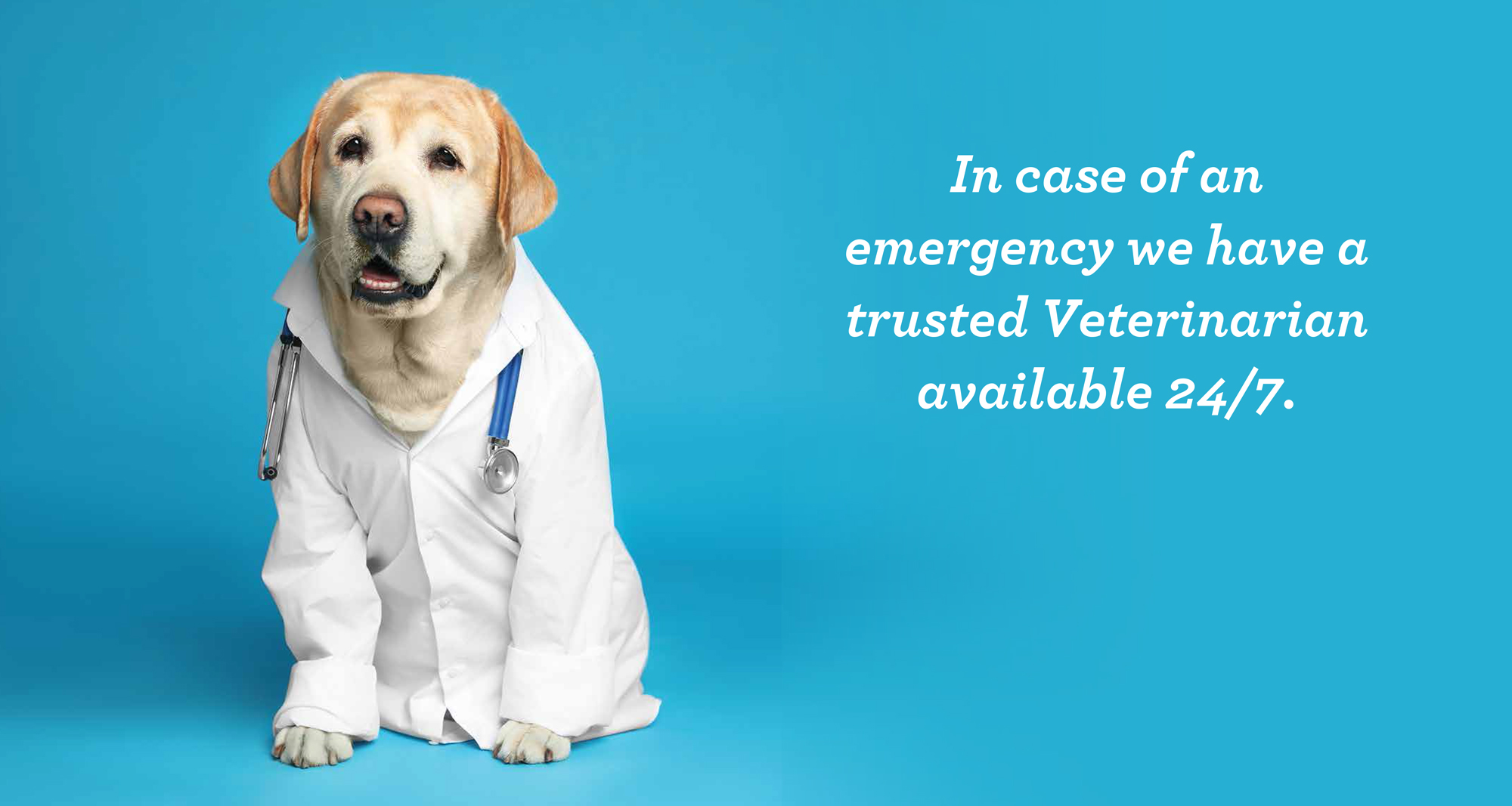 Emergency Dog Veterinarian Available