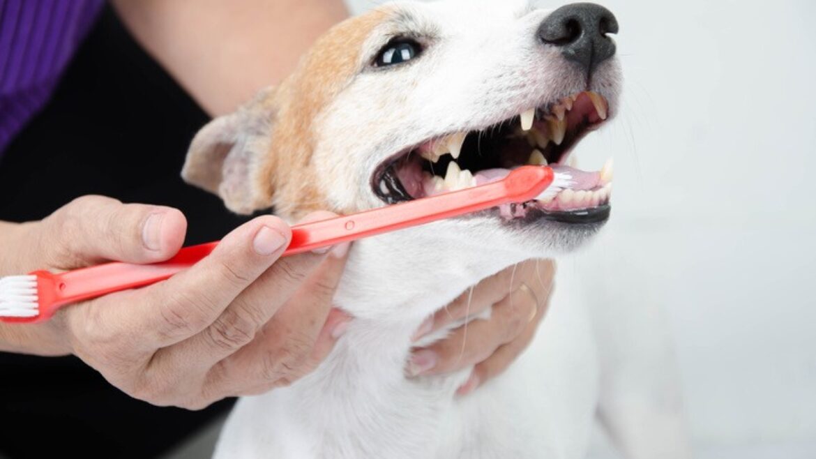 How often should you brush your dog’s teeth?