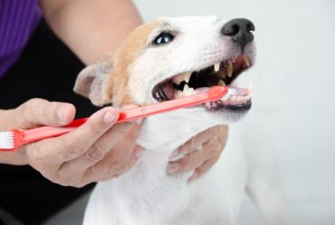 How often should you brush your dog’s teeth?