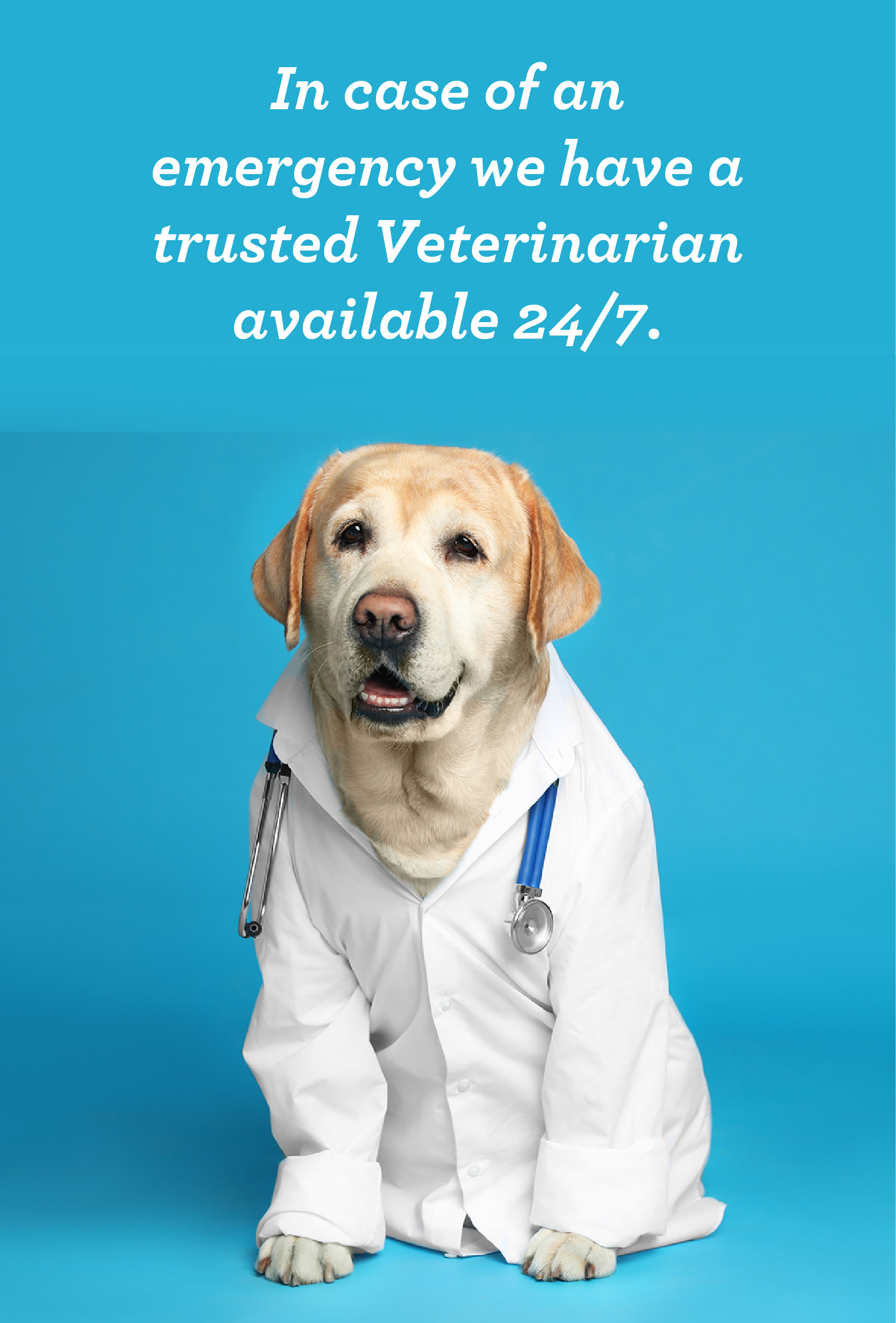 Emergency Dog Veterinarian Available at The Happy Dog Hotel