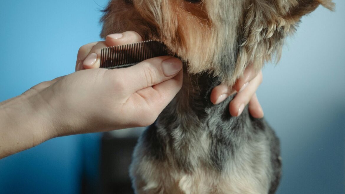 Happy Dog Hotel: Where Every Pup Gets the Spa Treatment They Deserve