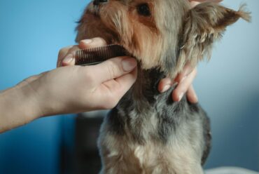 Happy Dog Hotel: Where Every Pup Gets the Spa Treatment They Deserve