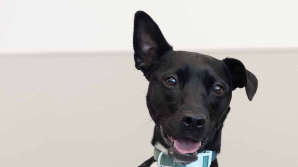 How Dog Daycare in Johns Creek Creates Confident, Happy Pups