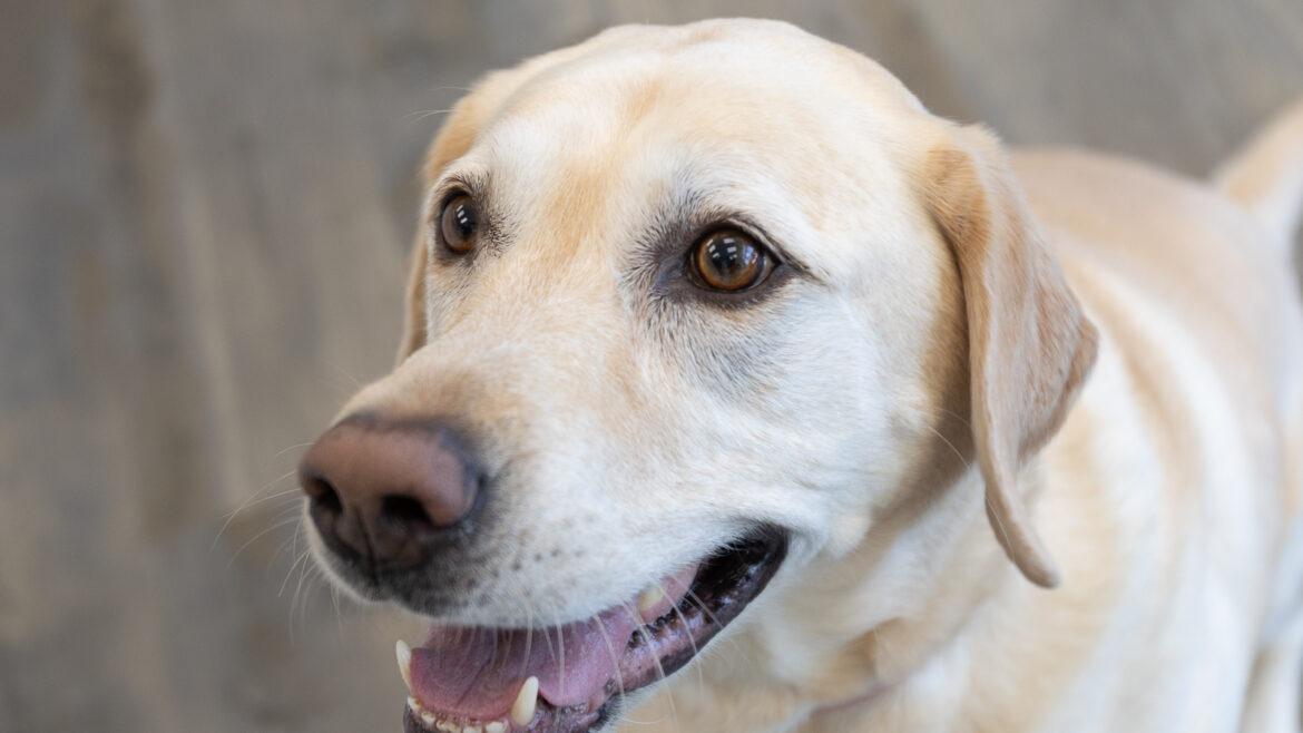 How Dog Daycare in Johns Creek Keeps Your Pup Happy