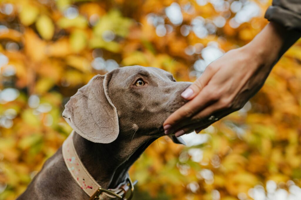 dog daycare in Johns Creek