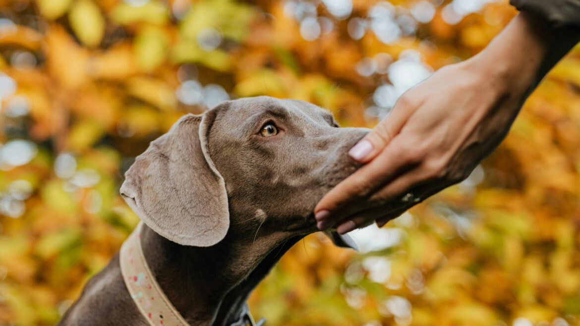 Seasonal Fun for Dogs: Cozy Autumn Ideas from The Happy Dog Hotel