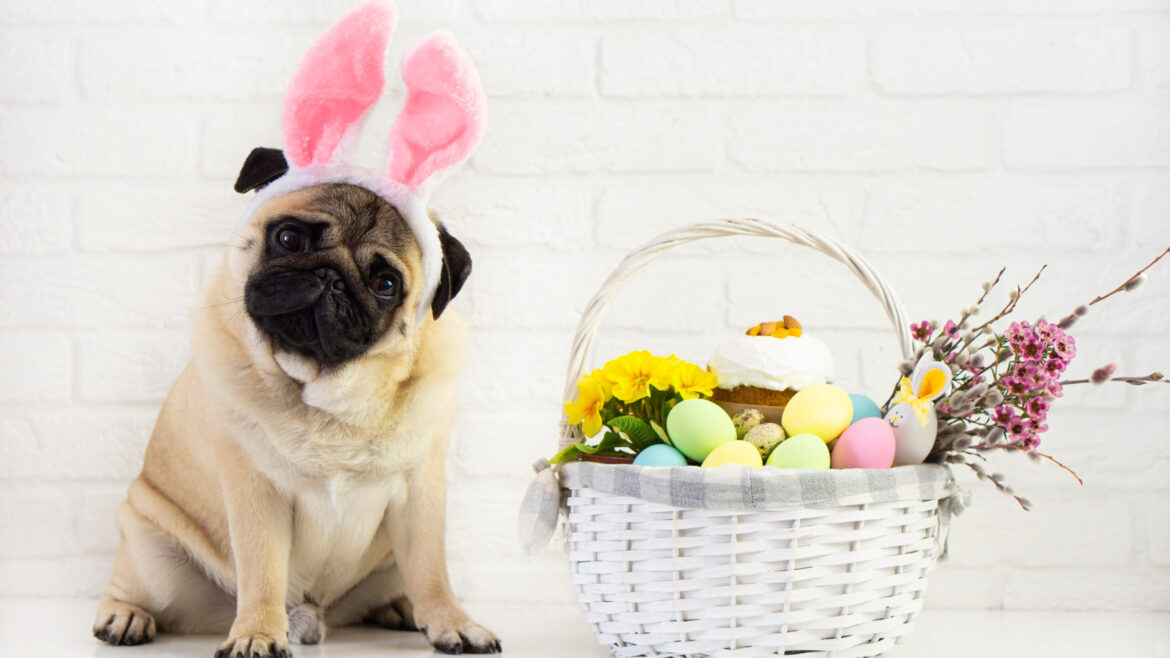 Easter Safety for Dogs: What Treats Are Safe and What to Avoid