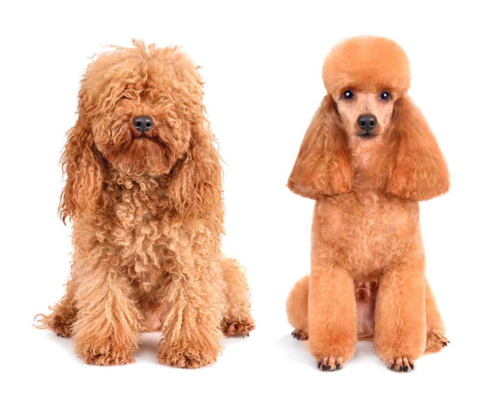 Dog Groomers