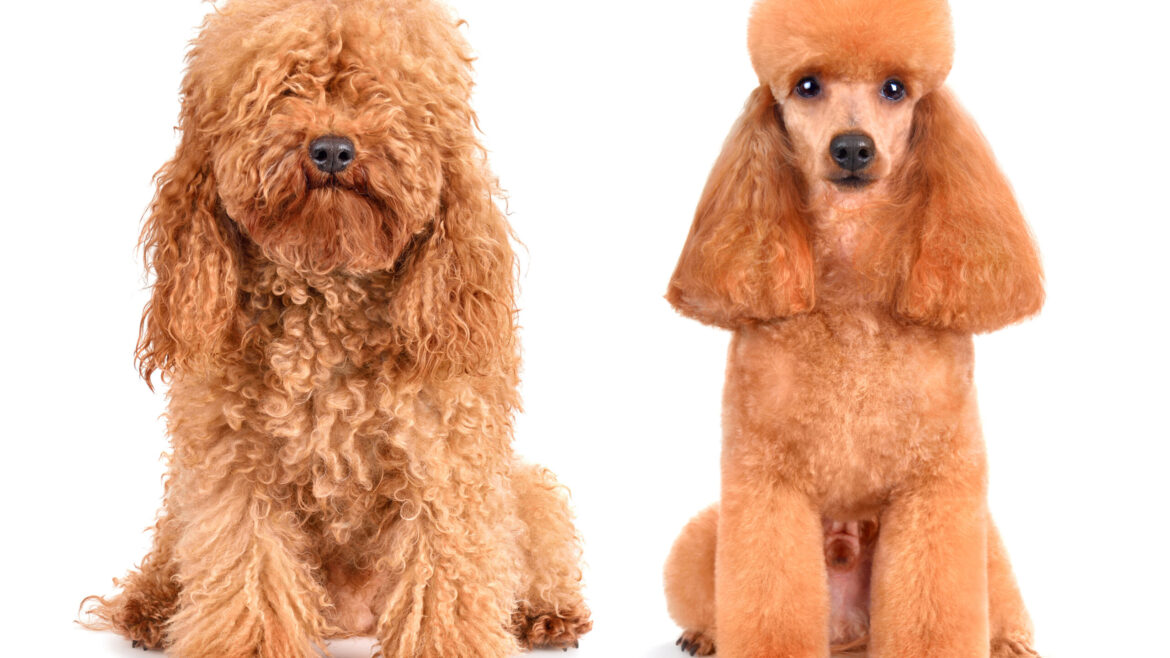 Who Are the Best Dog Groomers in Johns Creek? Find Out!