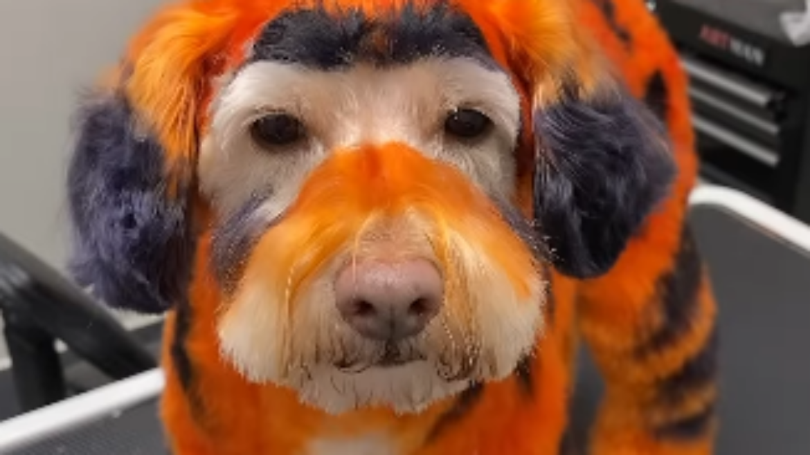 Safe Dog Hair Dye at The Happy Dog Hotel, Johns Creek