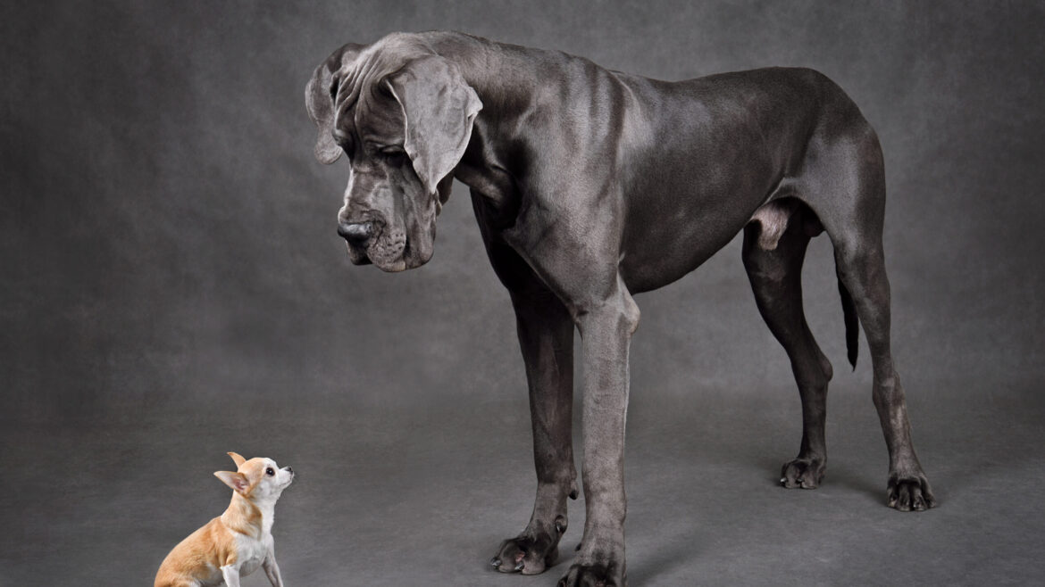 Big Dog Boarding in Windward & Cumming – Premium Comfort at The Happy Dog Hotel