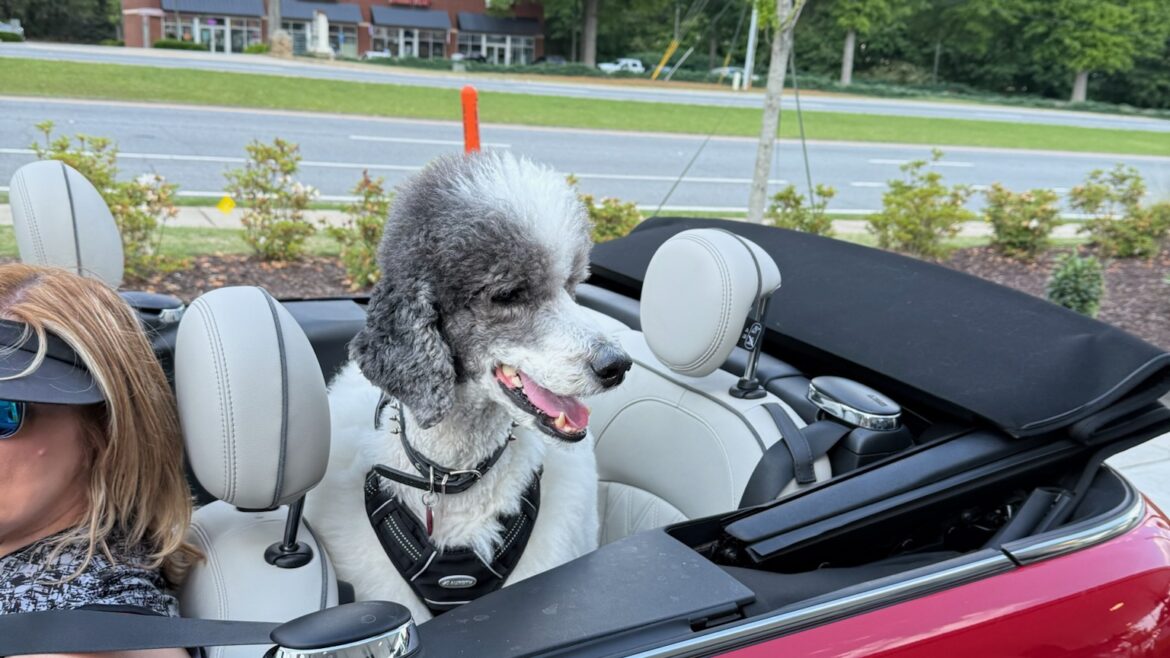 Is There Specialized Boarding for Large Dogs in Windward and Cumming?