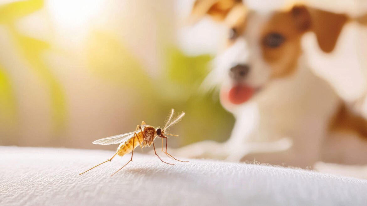 Dog Grooming Tips for Mosquito Season in Johns Creek & Alpharetta