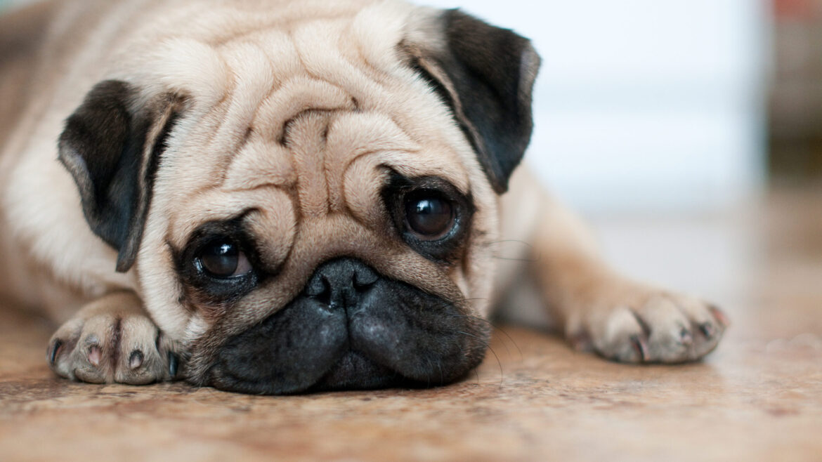 Do Dogs Feel Abandoned When Boarded?