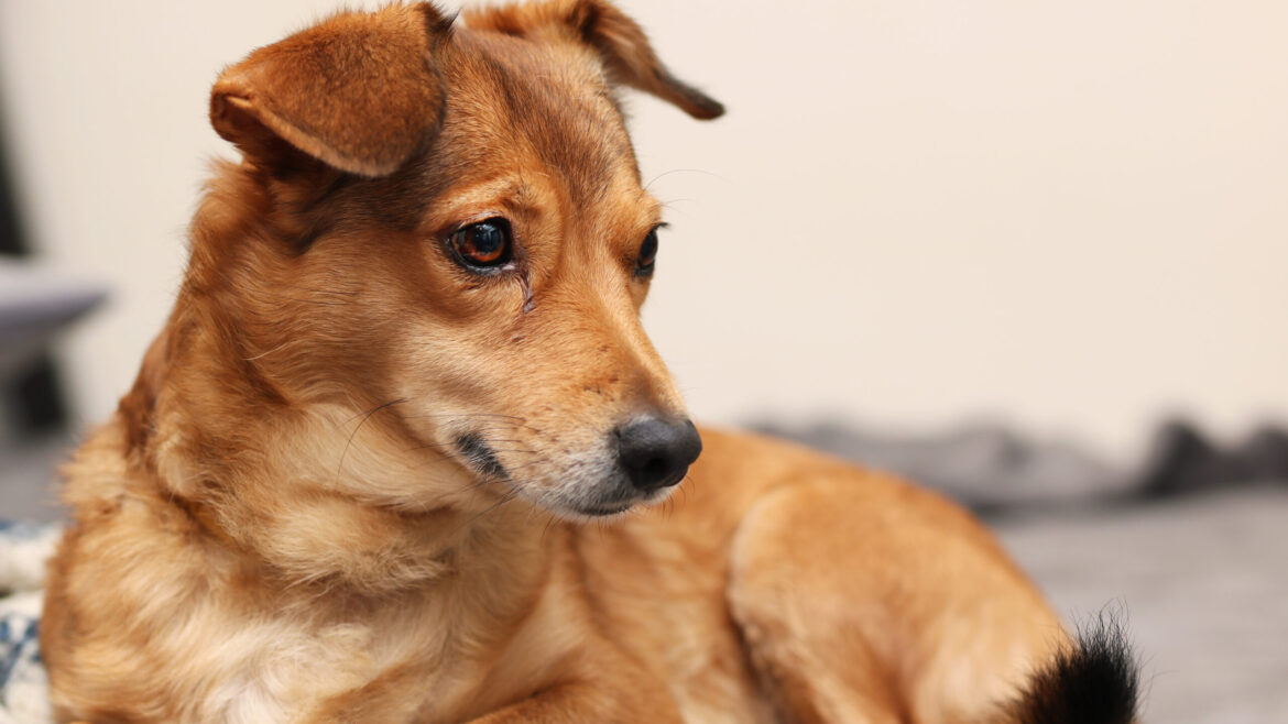 How Long Does It Take for a Dog to Adjust to Boarding?