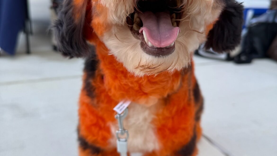 Doggy Day Care in Alpharetta & Johns Creek: Everything You Need to Know