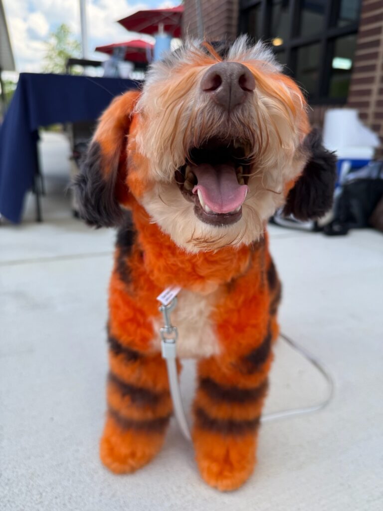 Doggy Day Care in Alpharetta