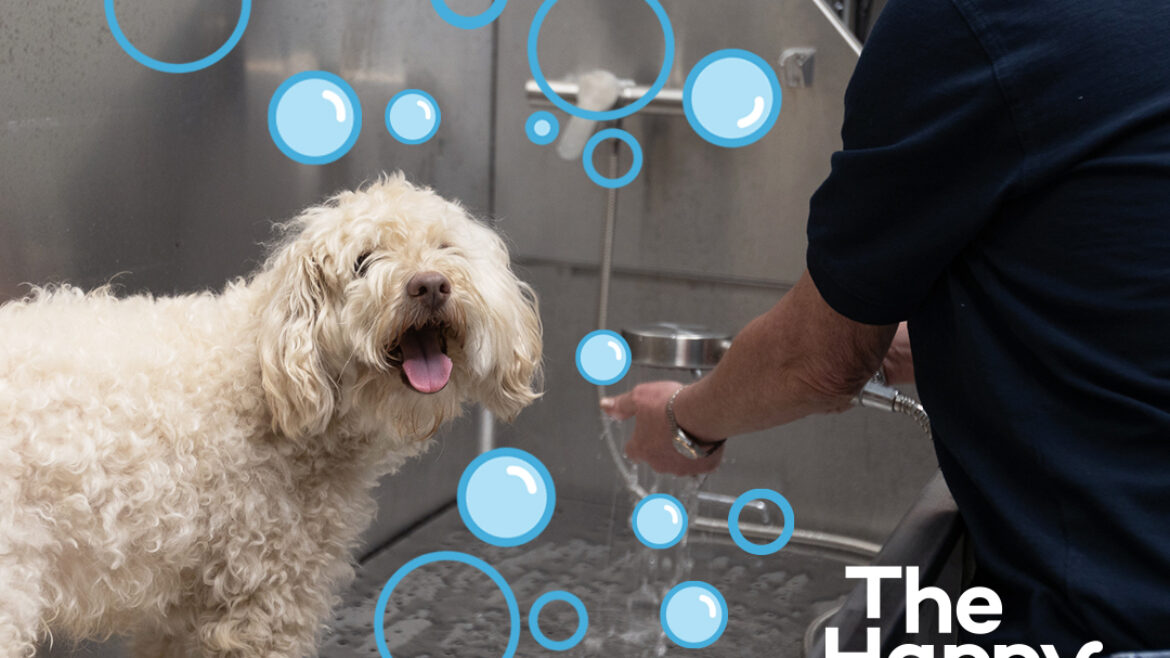 Why Professional Grooming in Johns Creek Is Essential for Your Dog’s Health