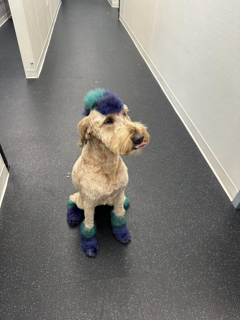 dog grooming in Johns Creek