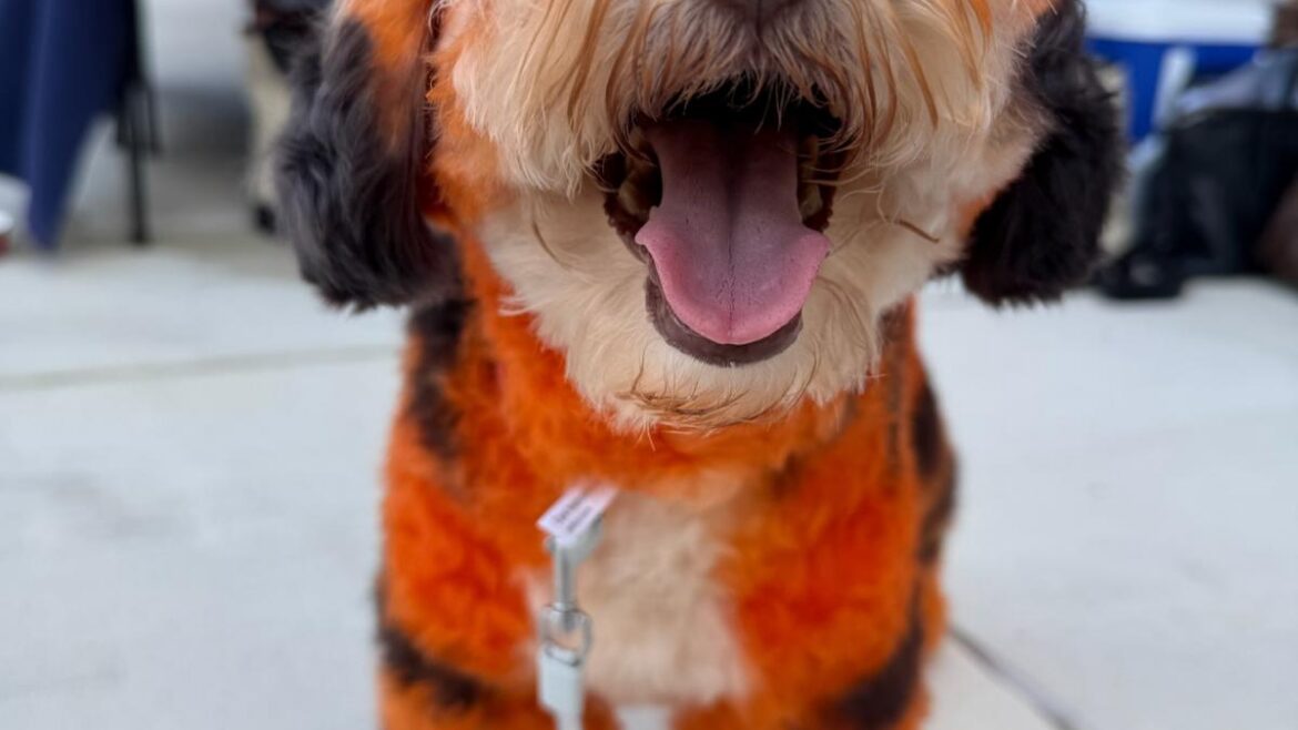 Dog Boarding Johns Creek for Long Weekends: What Pet Parents Should Know