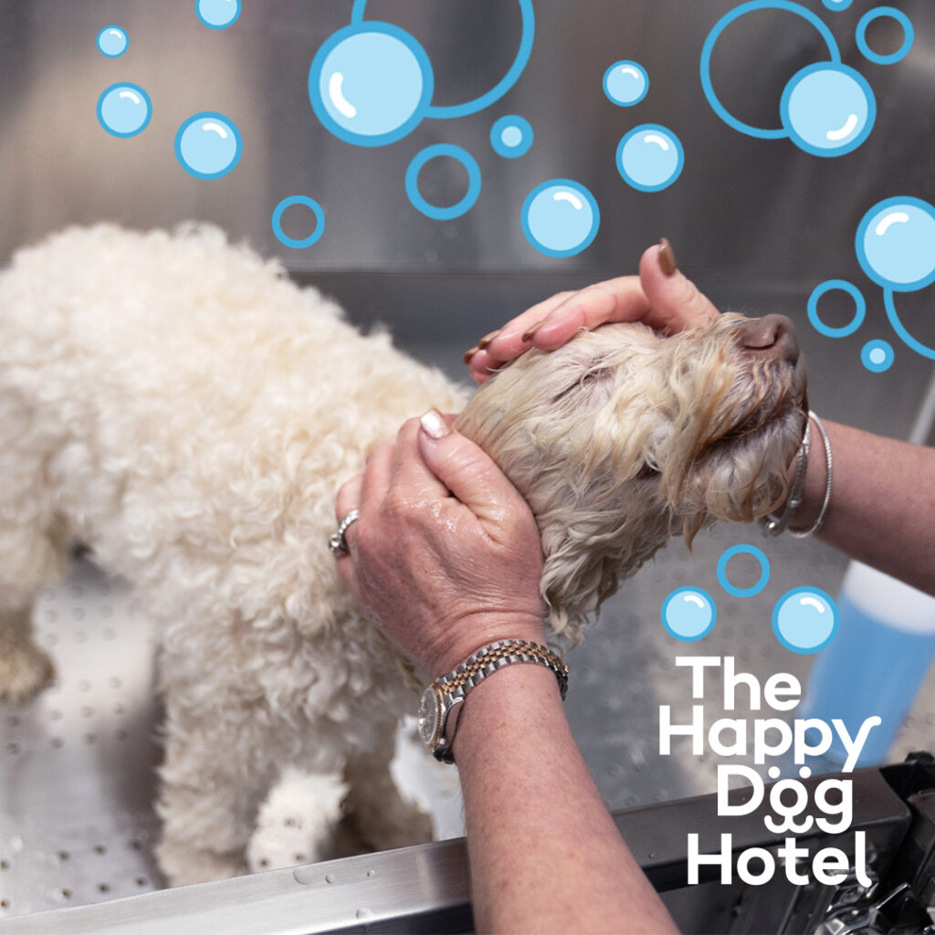 Dog Grooming and Kennels in Alpharetta