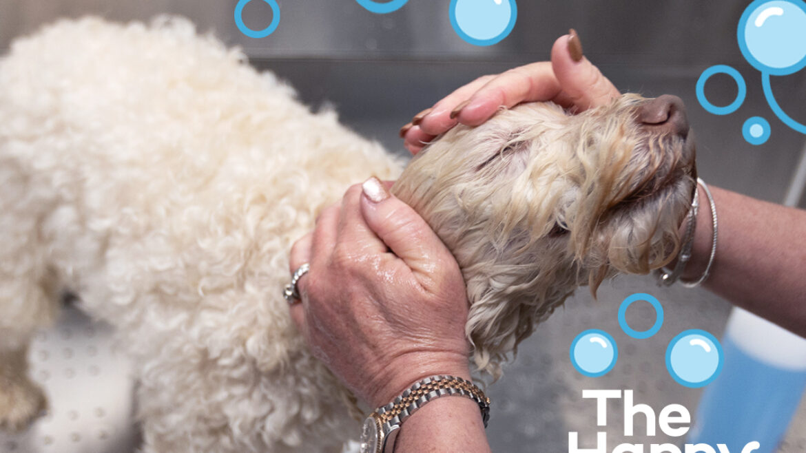 Where Can I Find the Best Dog Grooming and Kennels in Alpharetta?