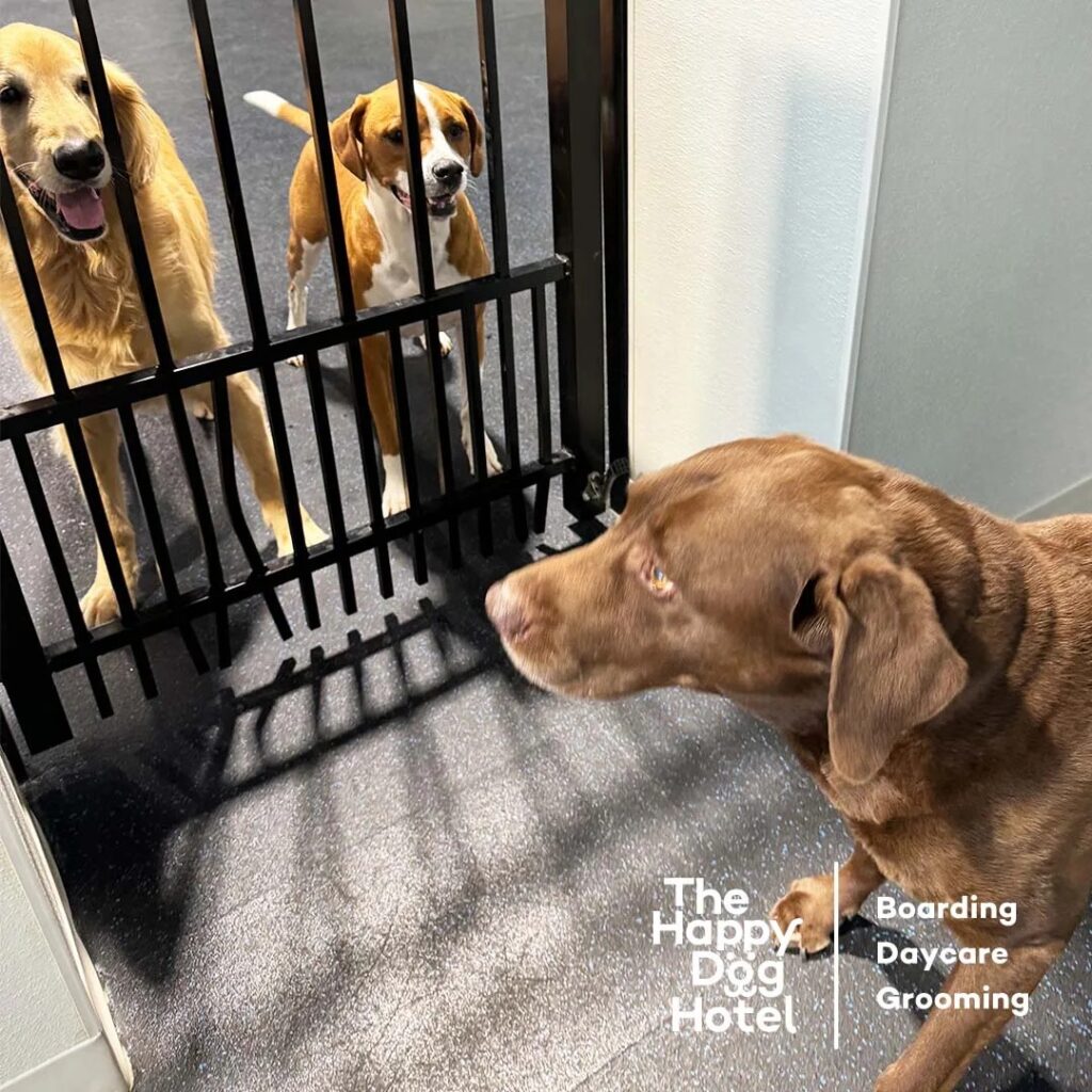 dog boarding services in Big Creek