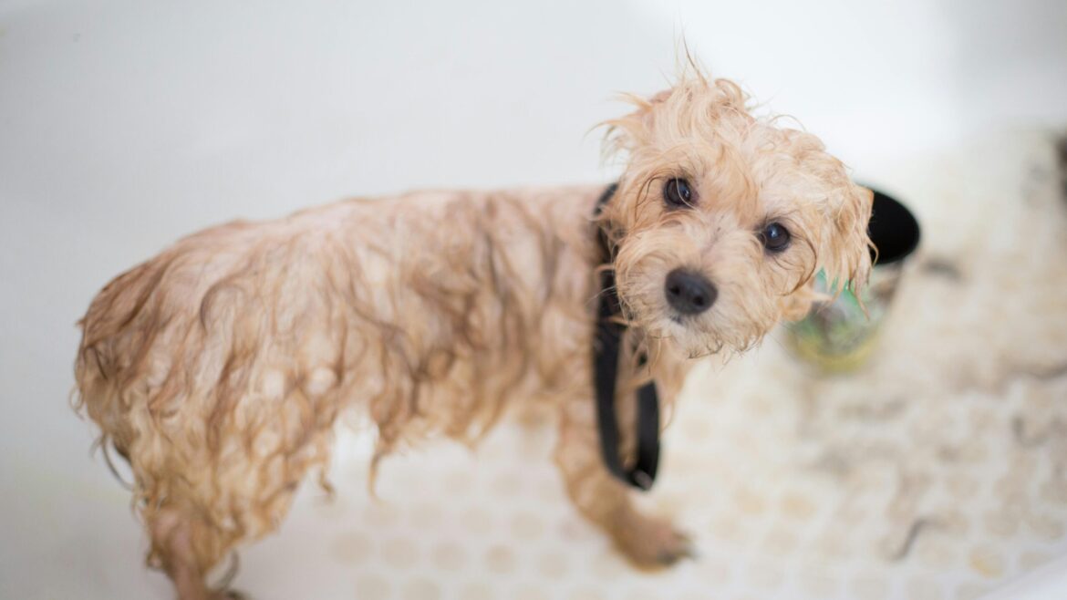 Dog Grooming in Peachtree Corner: Common Questions Answered