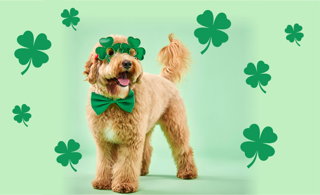 Dog Grooming Johns Creek