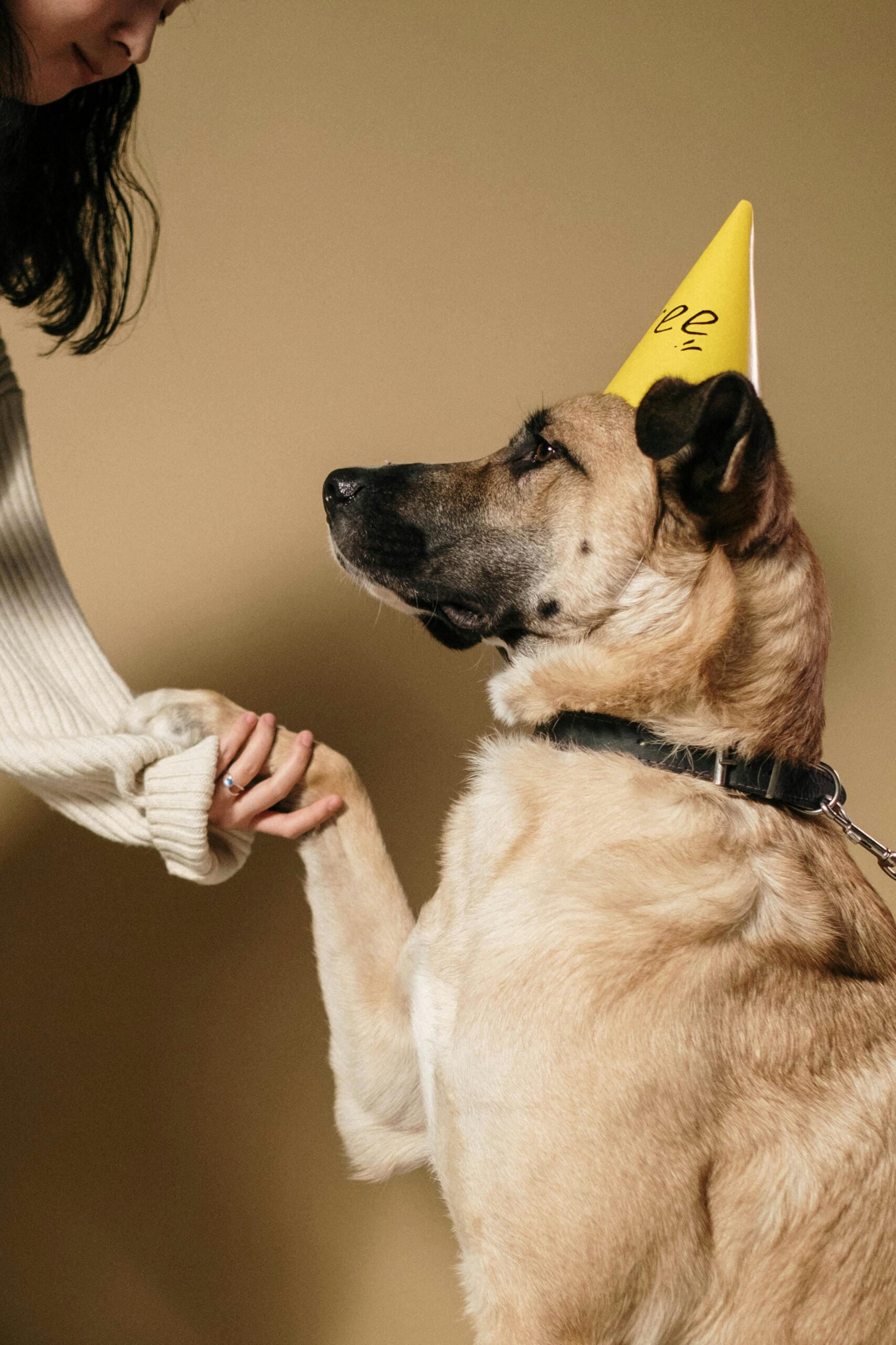 Expert Dog Training Services in Windward to Transform Your Dog’s Behavior