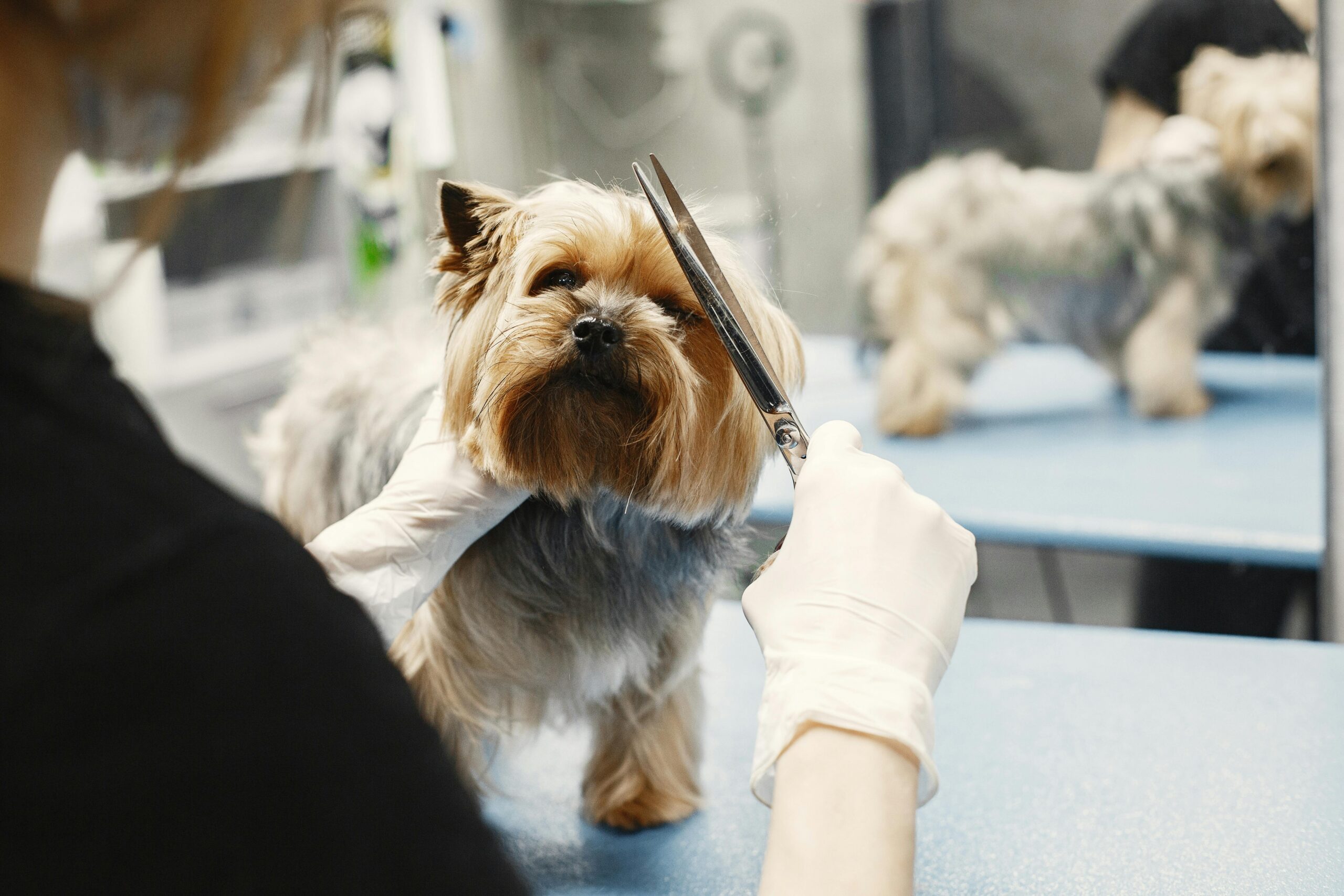 Best Dog Grooming Services Across Johns Creek & Alpharetta