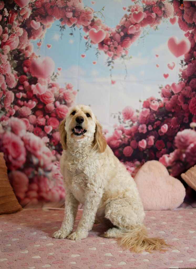 dog grooming johns creek