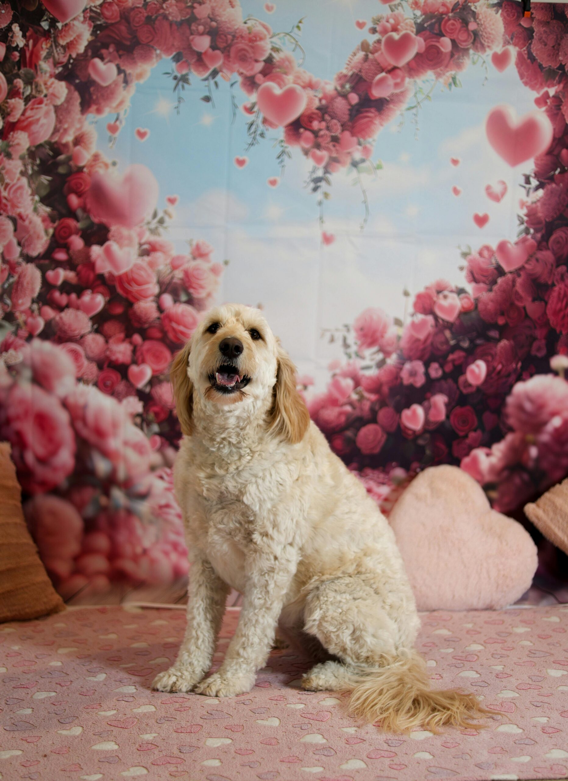Best Ways to Show Pet Love This Valentine’s Month in Johns Creek