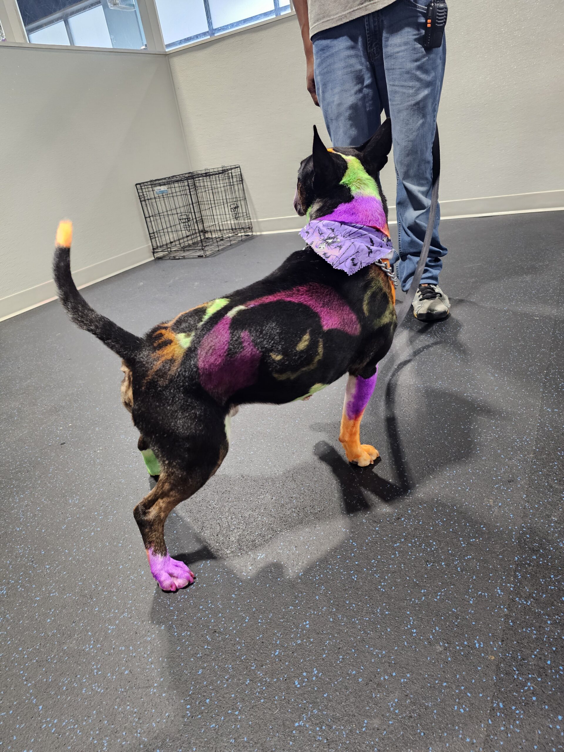 Fur-tastic hues: The Rising Trend of Colorful Canines By Dayna Dean, groomer at The Happy Dog Hotel