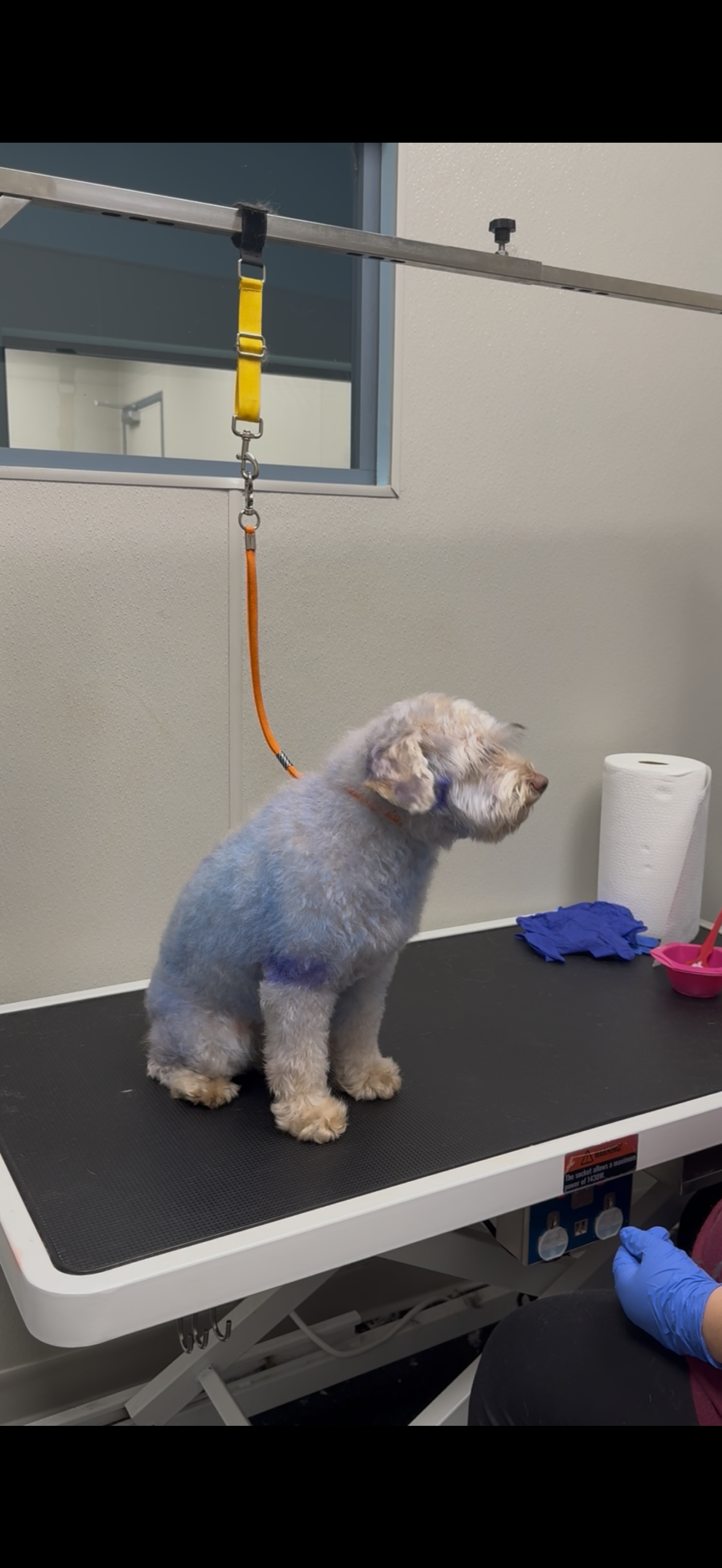 Why Local Dog Groomers in Johns Creek Are Better Than Chains