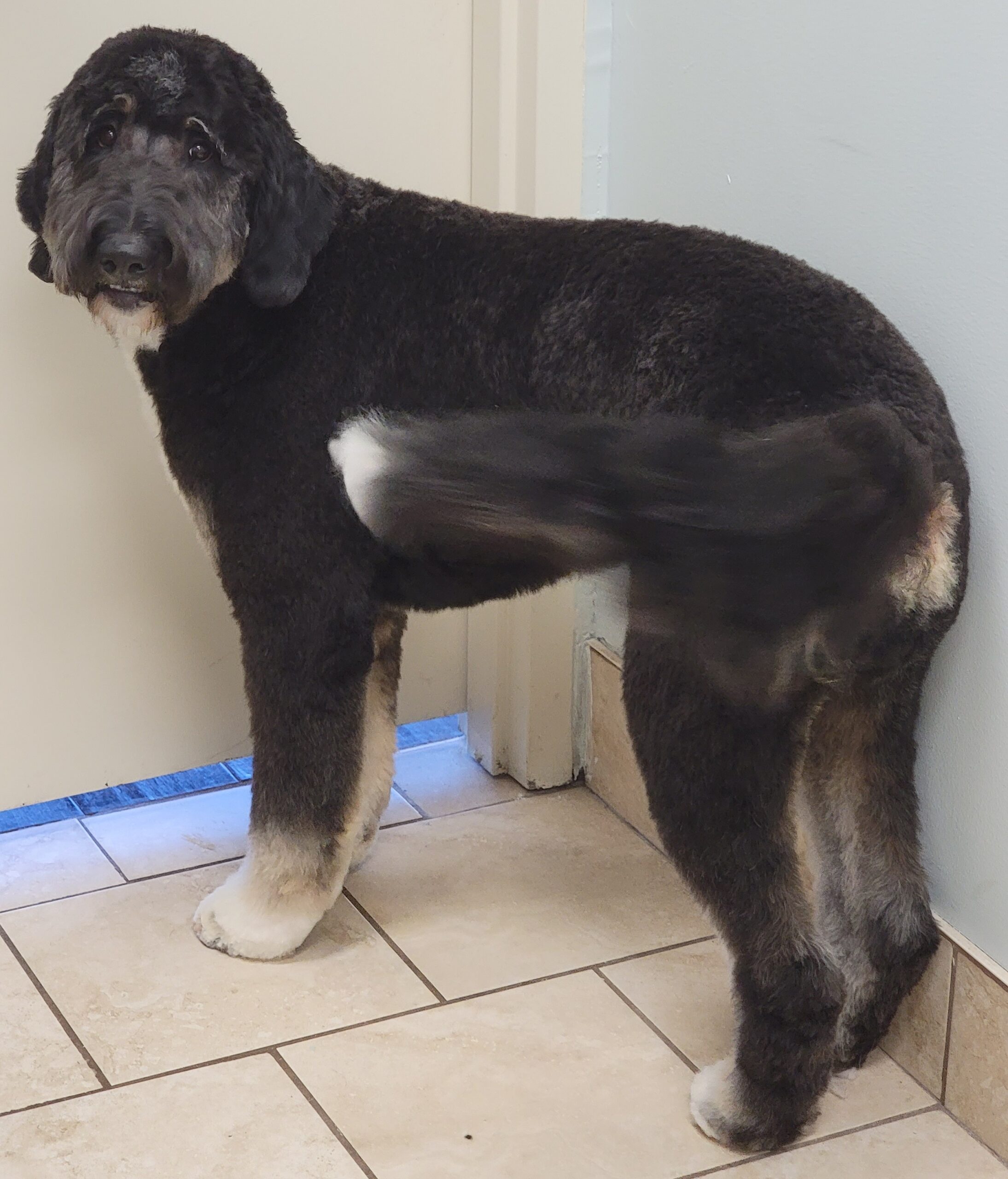 Spring Shedding Season Dog Grooming in Johns Creek
