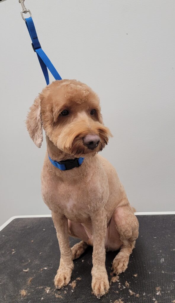 before dog grooming near Johns Creek