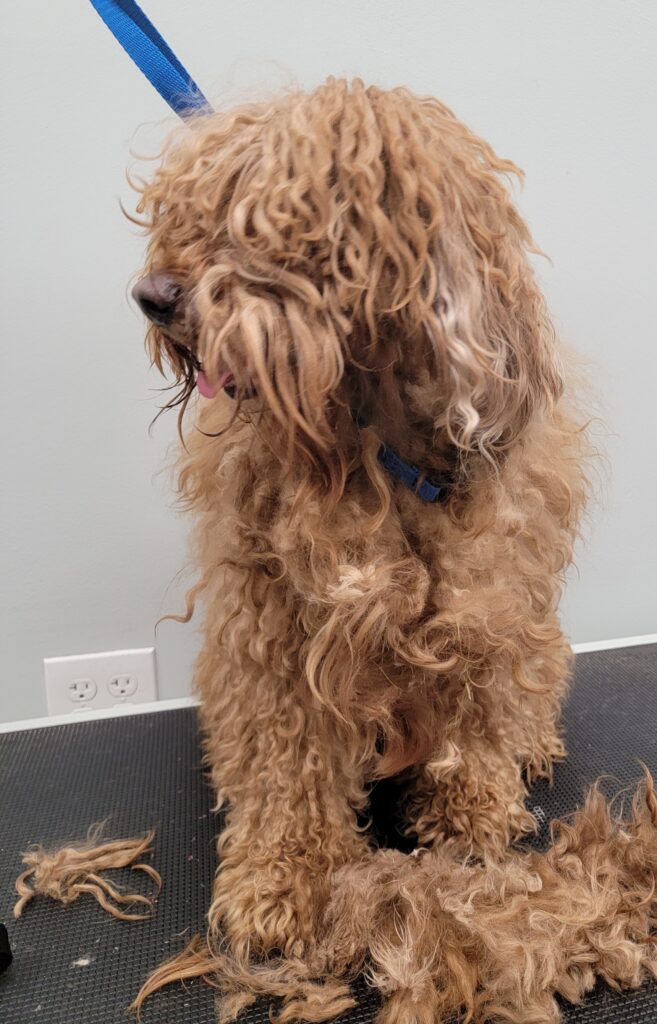 before dog grooming near Johns Creek