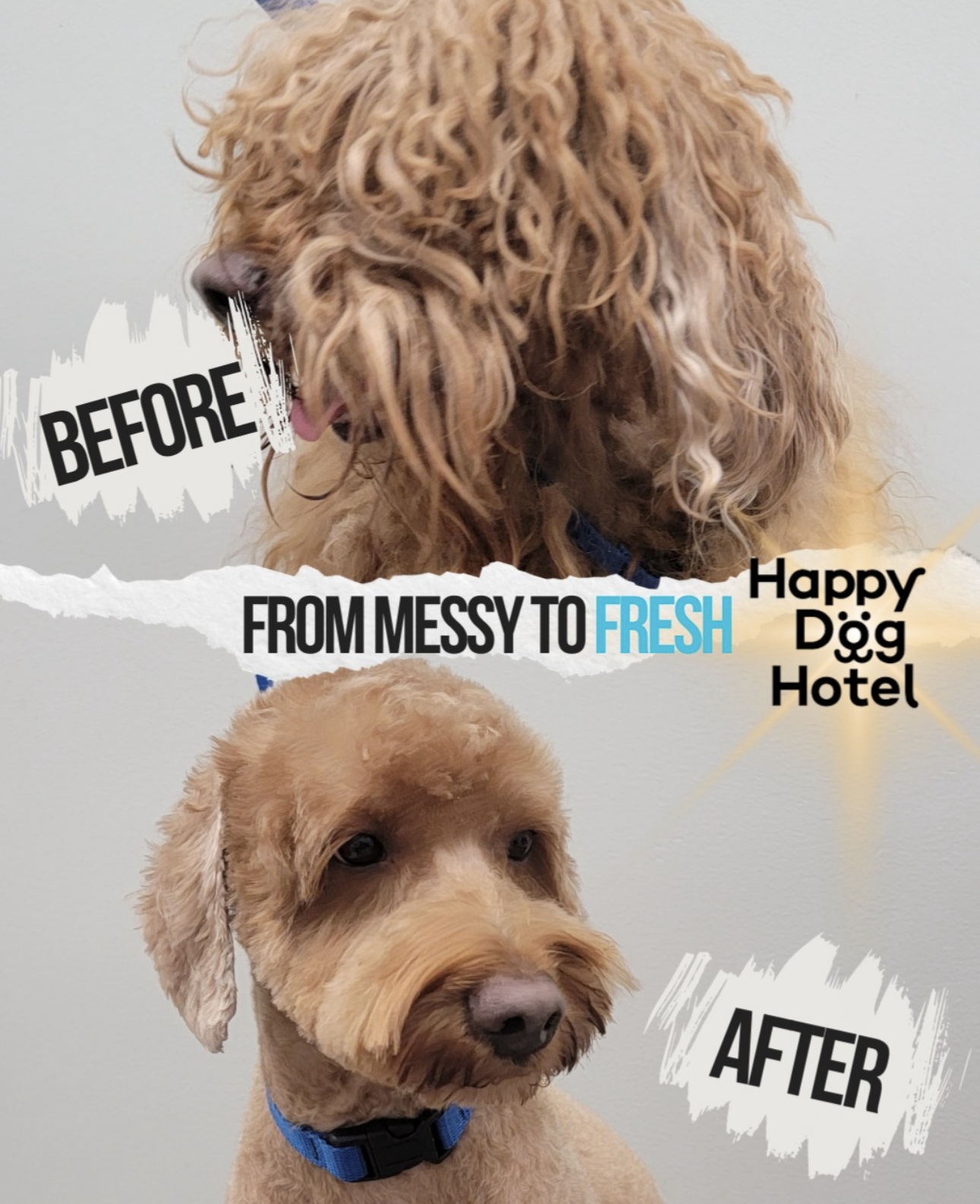 What Your Johns Creek Dog Groomer Wants You to Know Before You Book