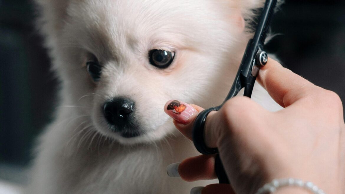 The Truth About Skipping Grooming Appointments in Johns Creek