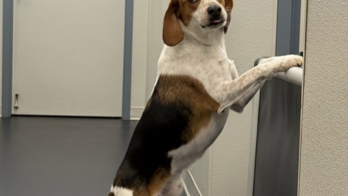 Bath, Mini Groom, Full Groom: What’s the difference and How Do I Know Which to Pick?
