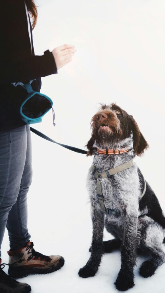 dog training johns creek