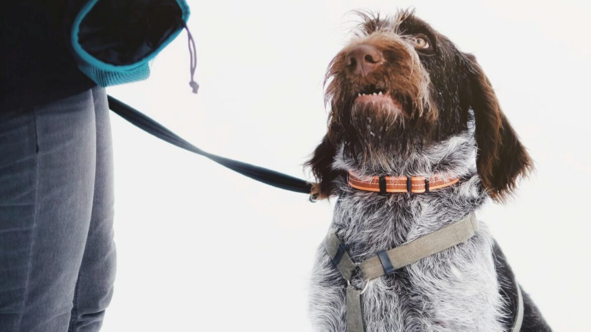 The Importance of Training Your Large Breed Dog
