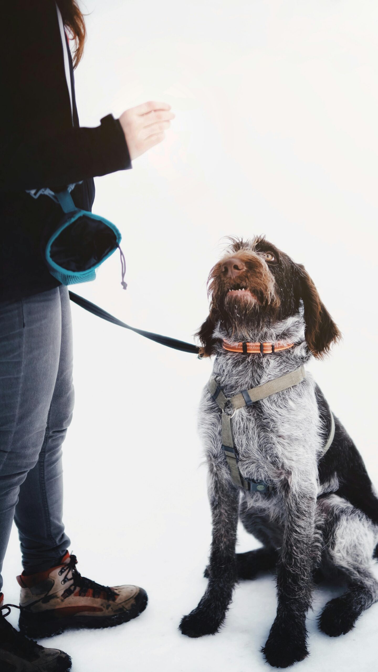 The Importance of Training Your Large Breed Dog