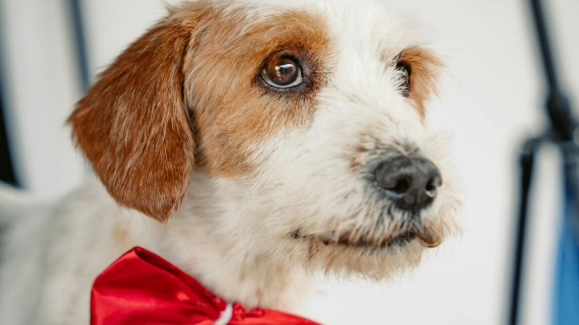Why Doodles Need Grooming Every 4–6 Weeks in Johns Creek