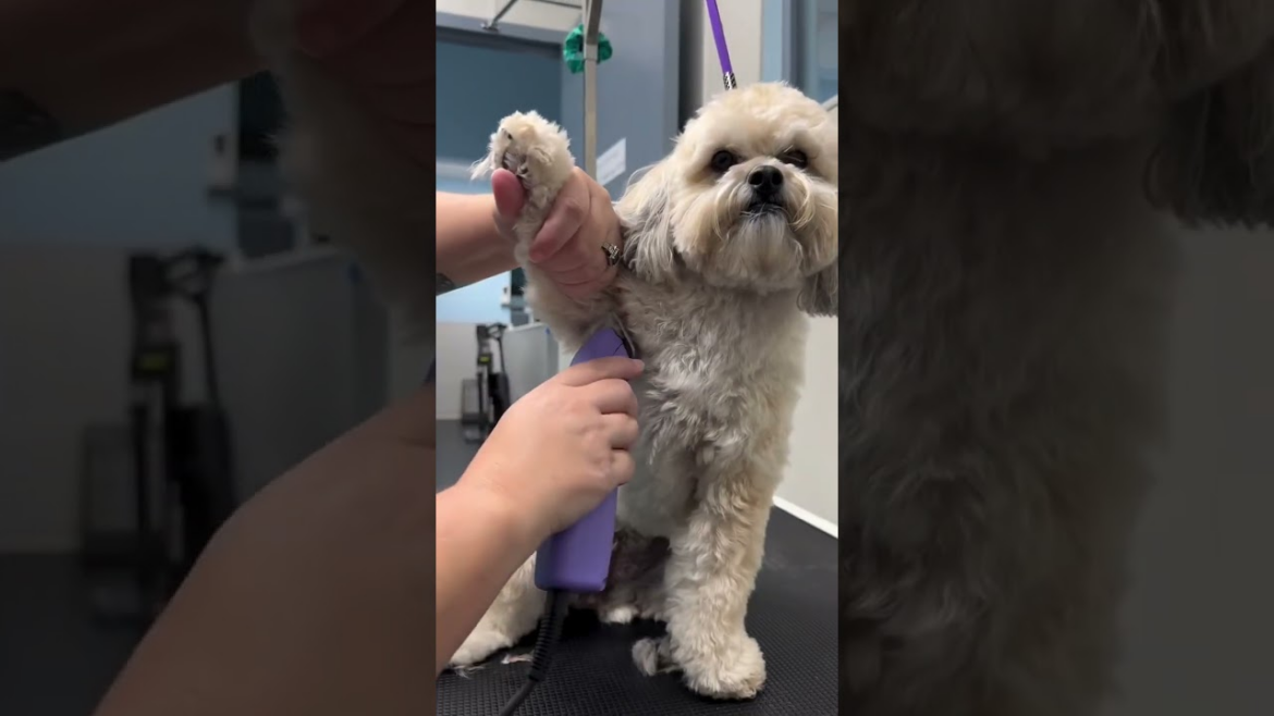 Preparing Your Dog’s Coat for Hot Georgia Summer Weather